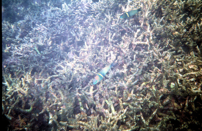 Seychellen Unterwasser-025.jpg